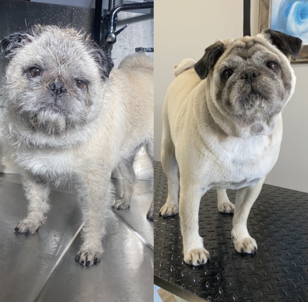 Dog Gone Gorgeous Dog Grooming | 4911 50 St, Holden, AB T0B 2C0, Canada | Phone: (780) 690-9769