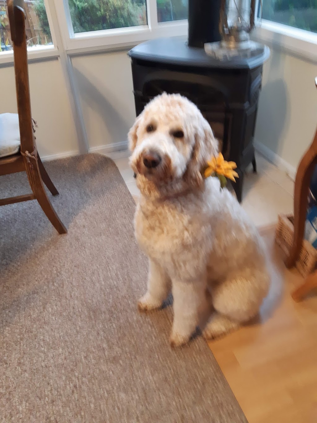 Peterborough Pet Hospital | 379 Lansdowne St E, Peterborough, ON K9L 2A3, Canada | Phone: (705) 742-8837