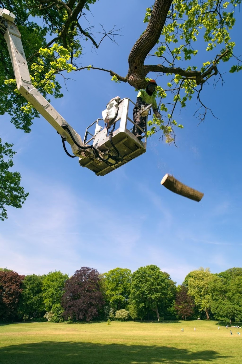 Brantford Tree Service | 565 Paris Rd, Brantford, ON N3T 6M2, Canada | Phone: (519) 756-6068