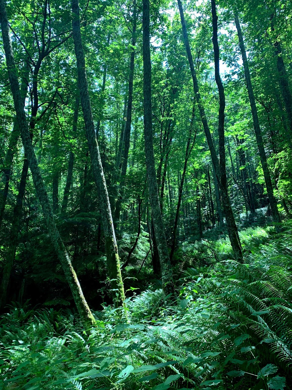Cyrus Gates Overlook at Larrabee State Park | 224 Cleator Rd, Bellingham, WA 98229, USA | Phone: (360) 676-2093