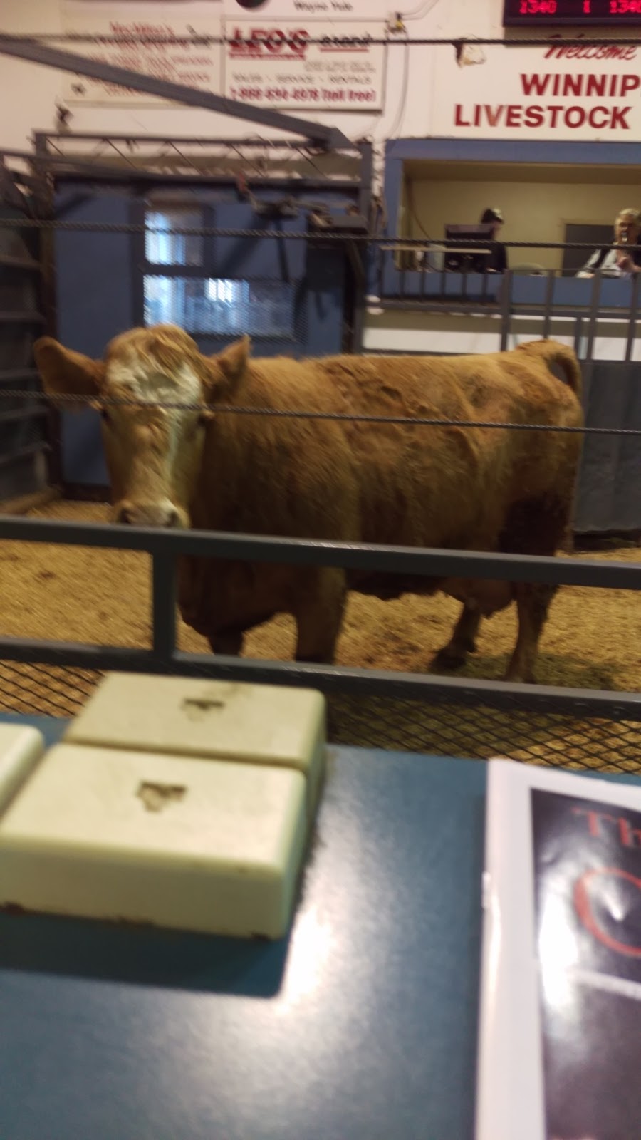 Winnipeg Livestock Sales Ltd. | Hwy 6 & Hwy 236, Rosser, MB R3C 3E6, Canada | Phone: (204) 694-8328