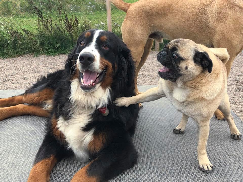 Canine Station (Jenns Doggie Daycare) | 228 Old Halifax Rd, Brookfield, NS B0N 1C0, Canada | Phone: (902) 956-1771