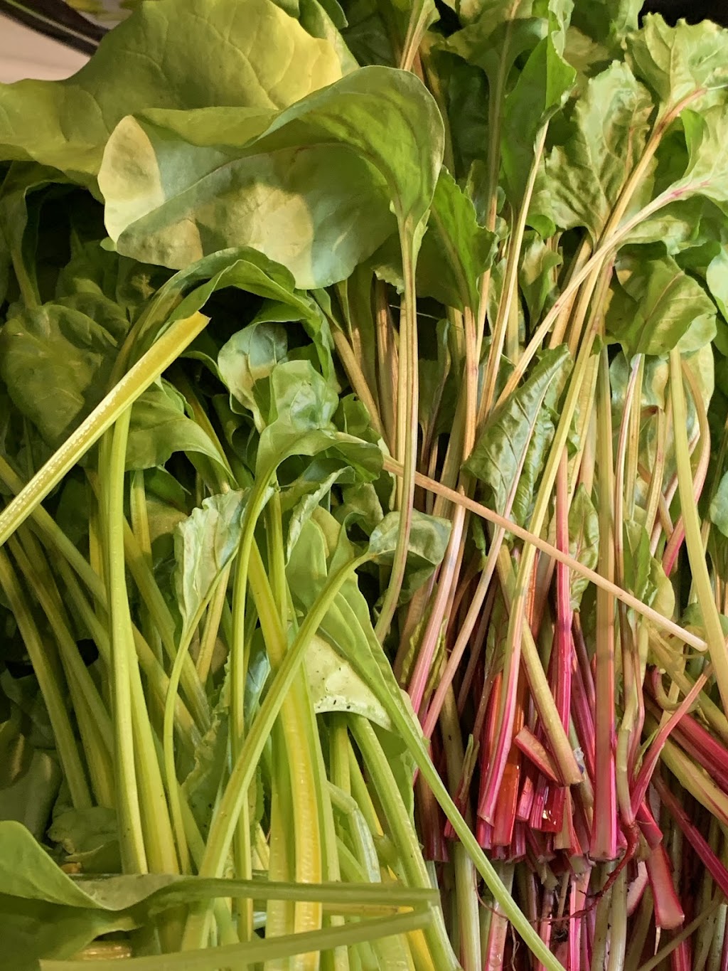 Rocky Forest Gardens | 626 Mt St Patrick Rd, Dacre, ON K0J 1N0, Canada | Phone: (343) 572-3353