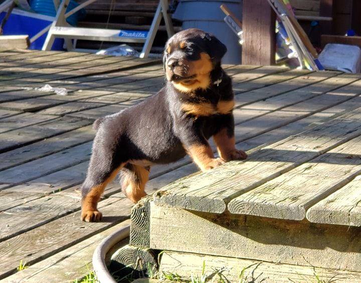Lilys Rottweilers | point of interest | 38280 Westway Ave, Squamish, BC V8B 0W6, Canada | 6043459011 OR +1 604-345-9011
