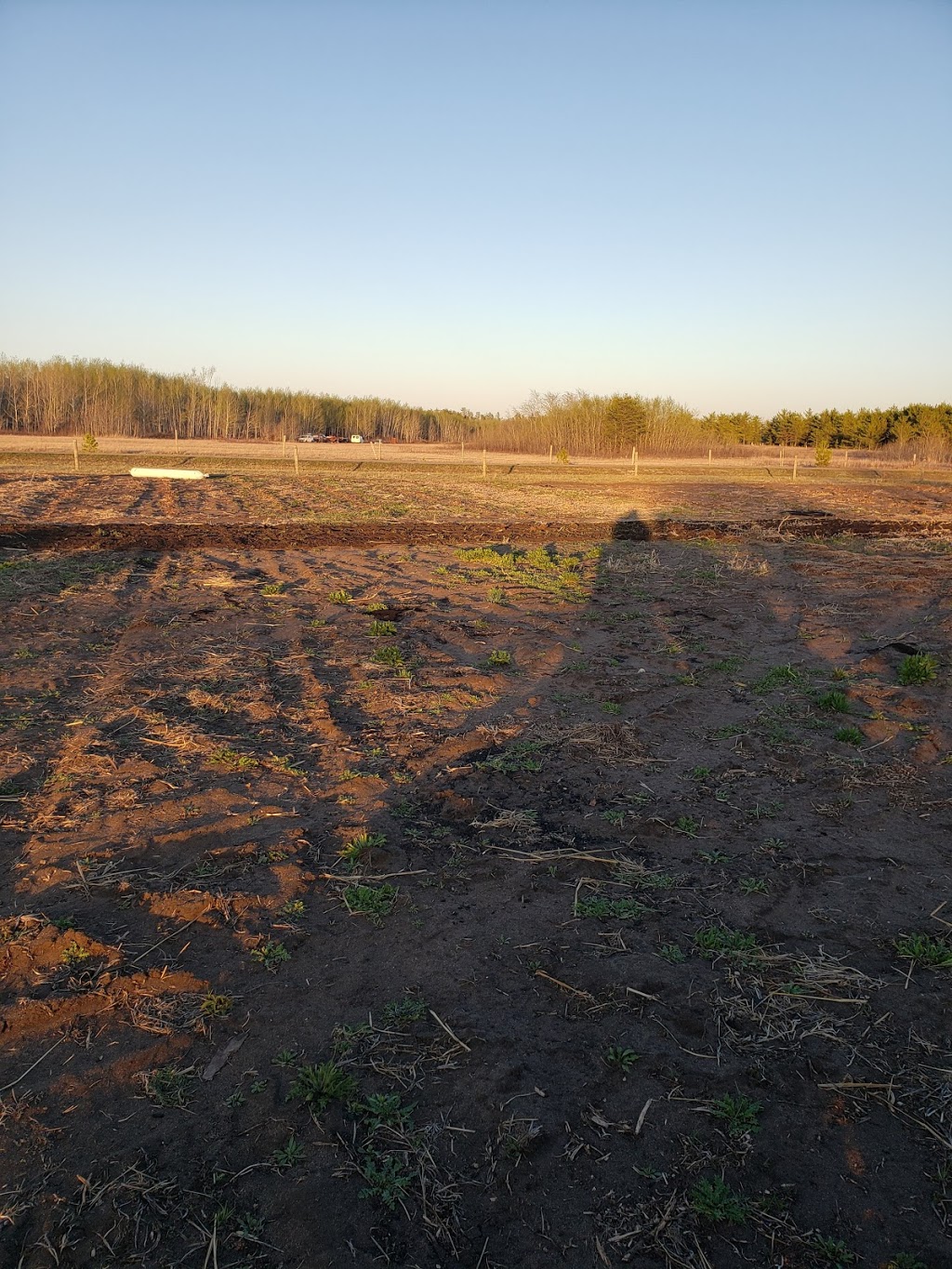 Lily Plain Gardens | Duck Lake No. 463, SK S0J 1G0, Canada | Phone: (306) 314-7746