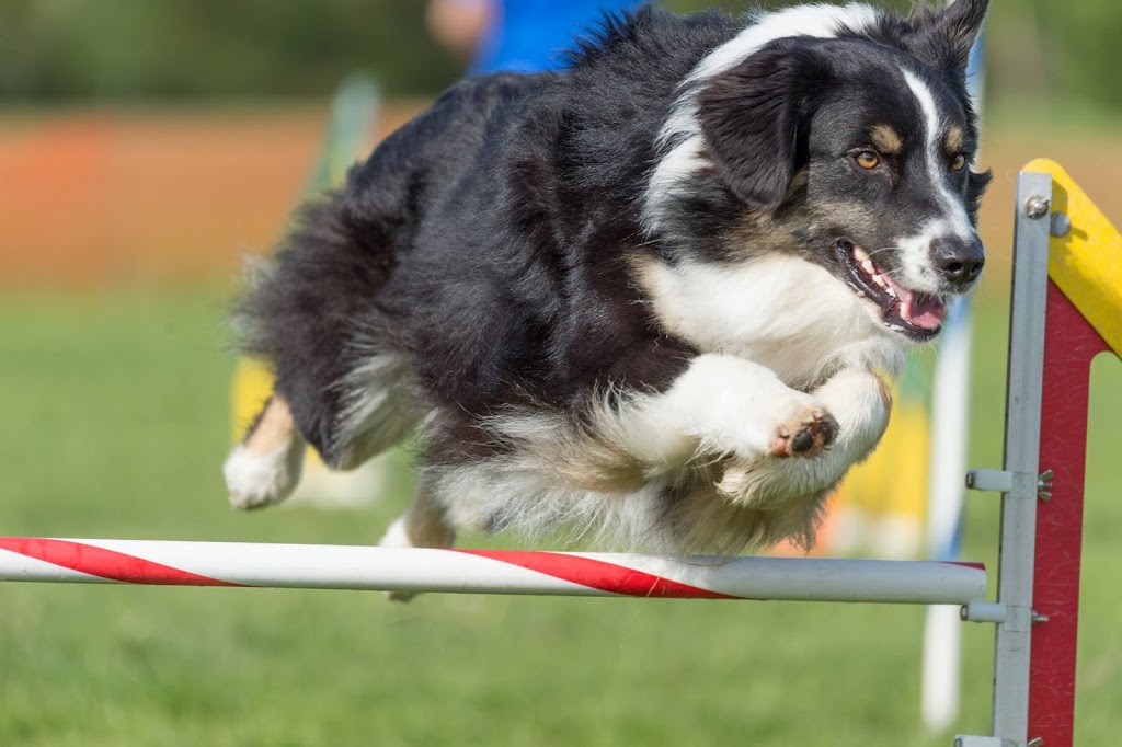 Flash Go. Dog Training | 2886 London Line, Sarnia, ON N7T 7H2, Canada | Phone: (519) 466-5819