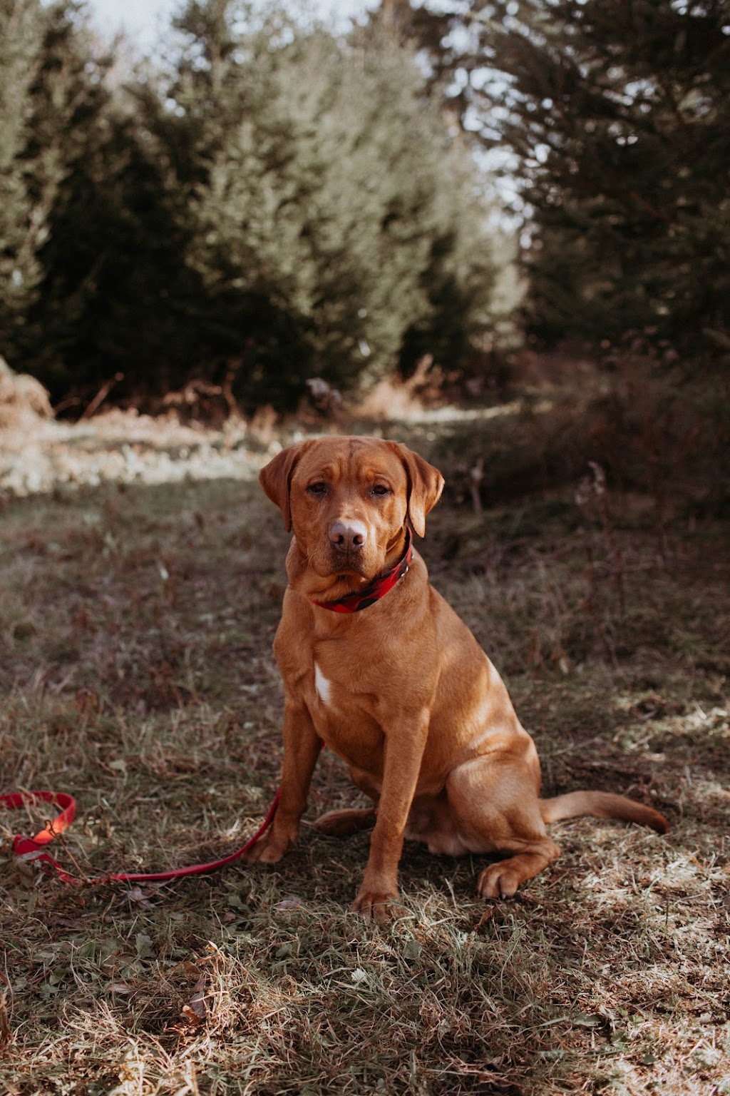 Country View Labradors | 485527 Firehall Rd, Woodstock, ON N4S 7V8, Canada | Phone: (226) 888-0924