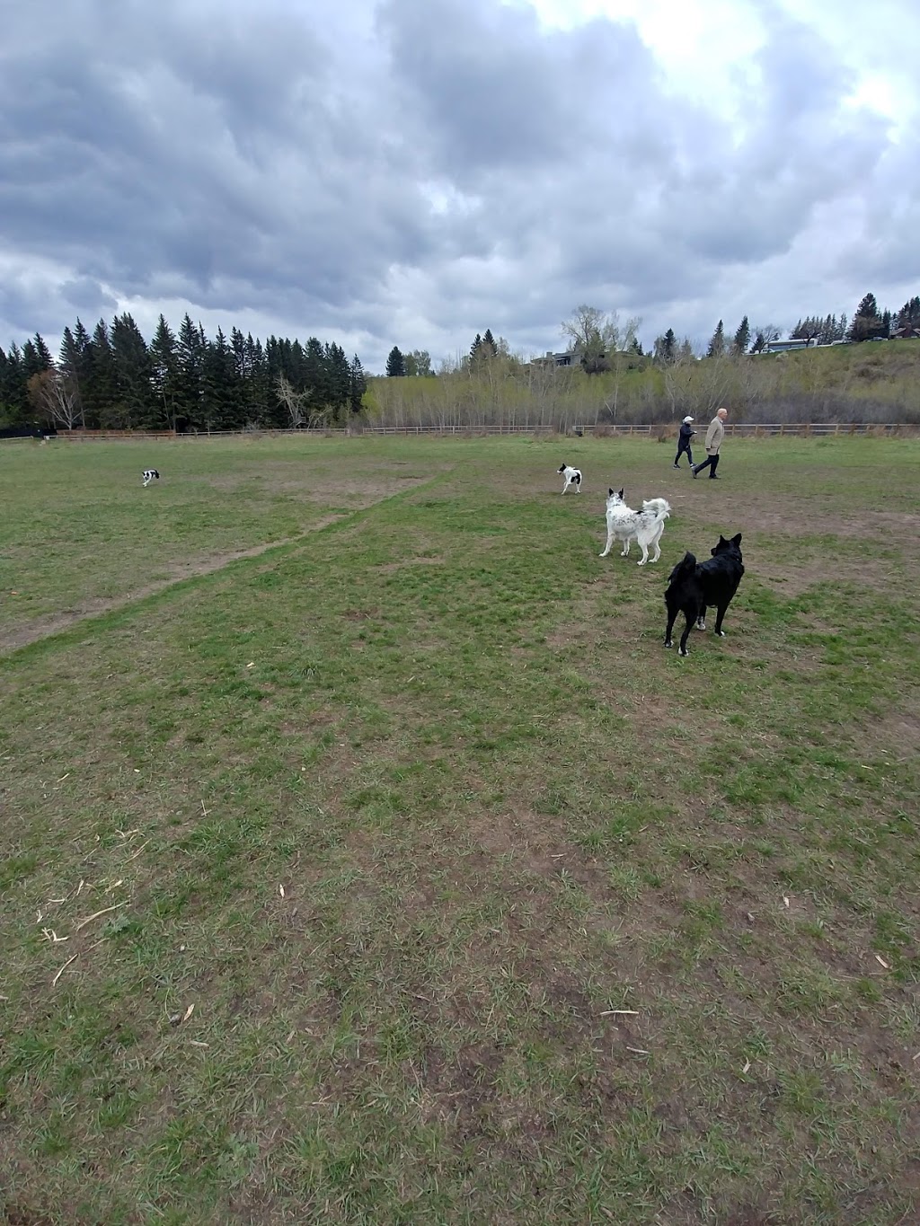 Riverdale Dog Park | 1334 Riverdale Ave SW, Calgary, AB T2S 0Y8, Canada