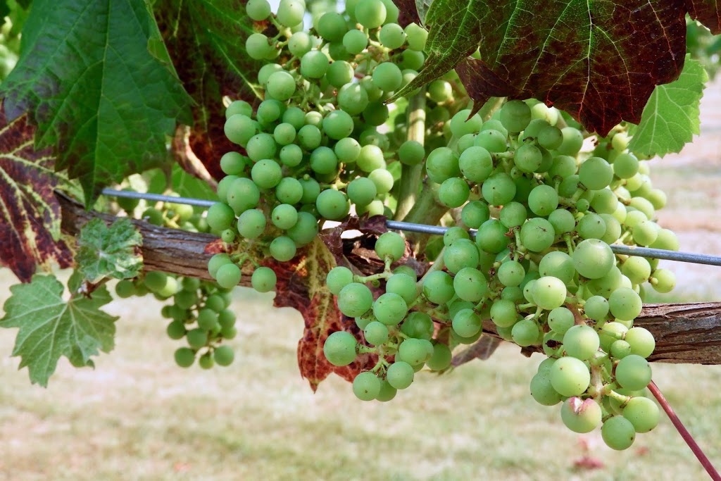 Seaside Pearl Winery | 5290 Olund Rd, Abbotsford, BC V4X 1V6, Canada | Phone: (778) 856-1312