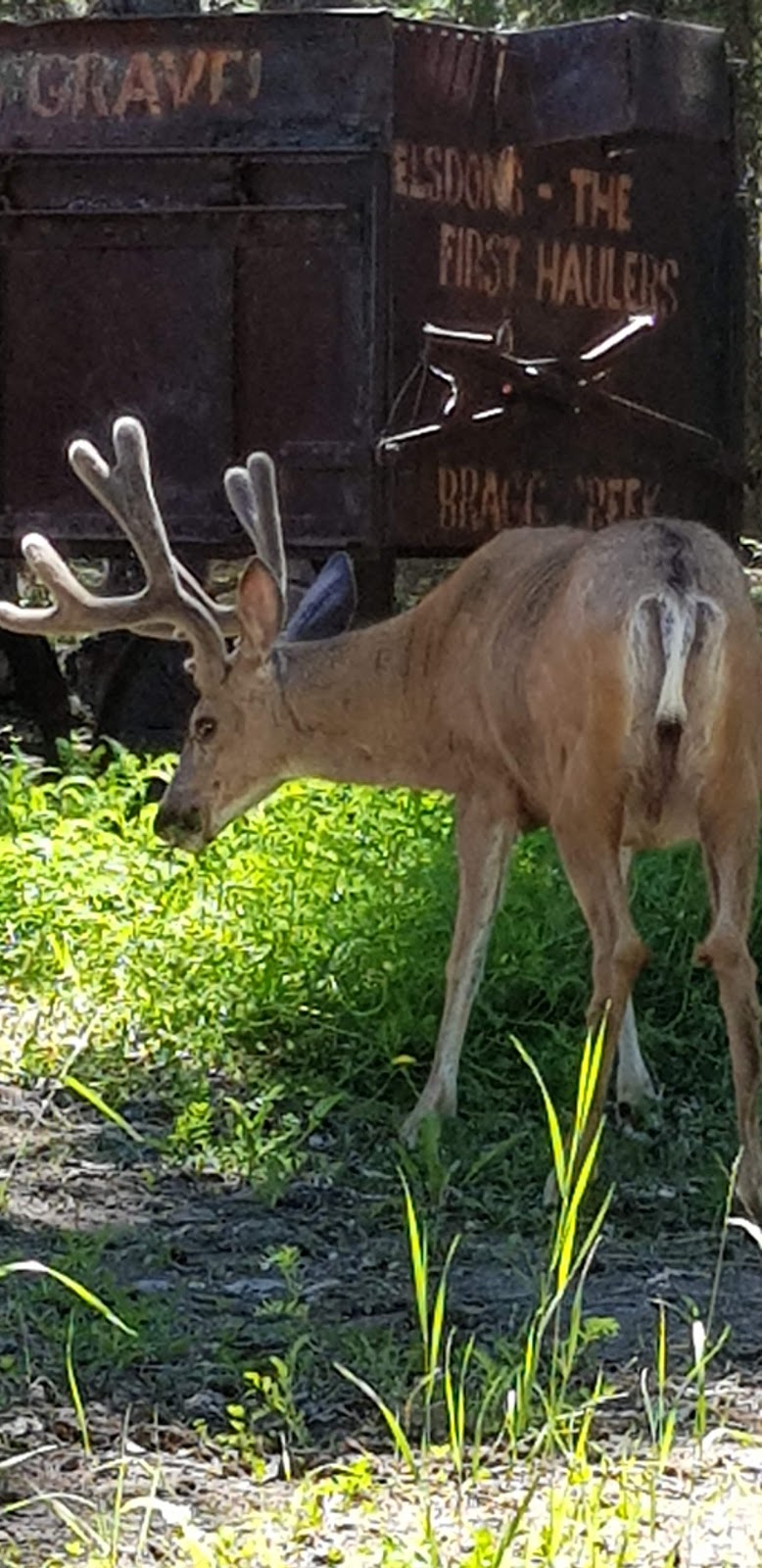 Bragg Creek Trading Post Ltd | 117 White Ave, Bragg Creek, AB T0L 0K0, Canada | Phone: (403) 949-3737