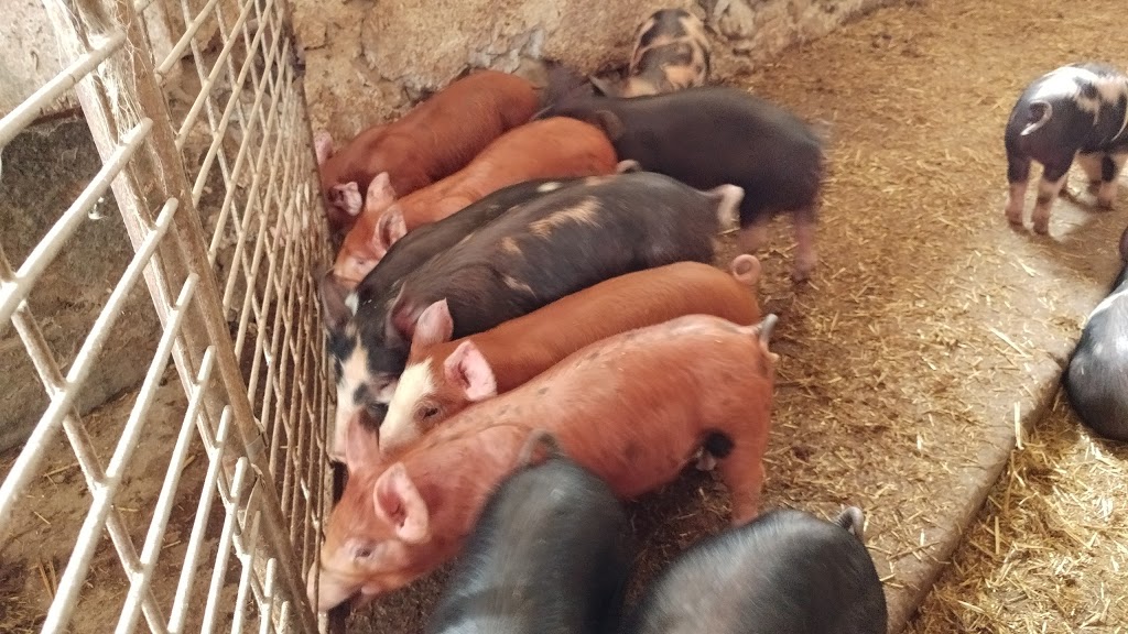 Jason Kuepfer Farm | 1L0, 6883 Road 124, Perth East, ON N0K, Canada | Phone: (519) 703-1462