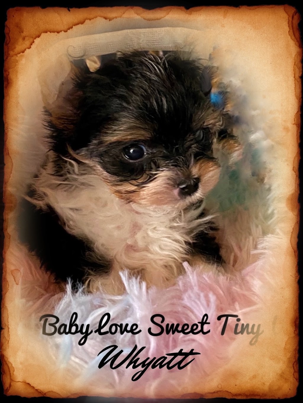 Our Baby Love Biewers | 3655 4e Rang, Saint-Lucien, QC J0C 1N0, Canada | Phone: (819) 781-0255