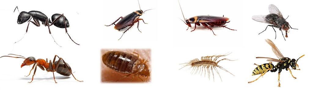 Actual Pest Control | 17 Sunburst Square, Scarborough, ON M1B 1R3, Canada | Phone: (647) 968-5258