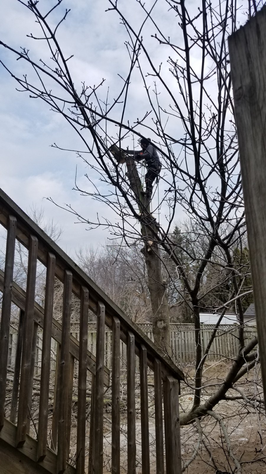 Skelton tree services | 239 Fitch St, Welland, ON L3C 4W3, Canada | Phone: (289) 501-7032