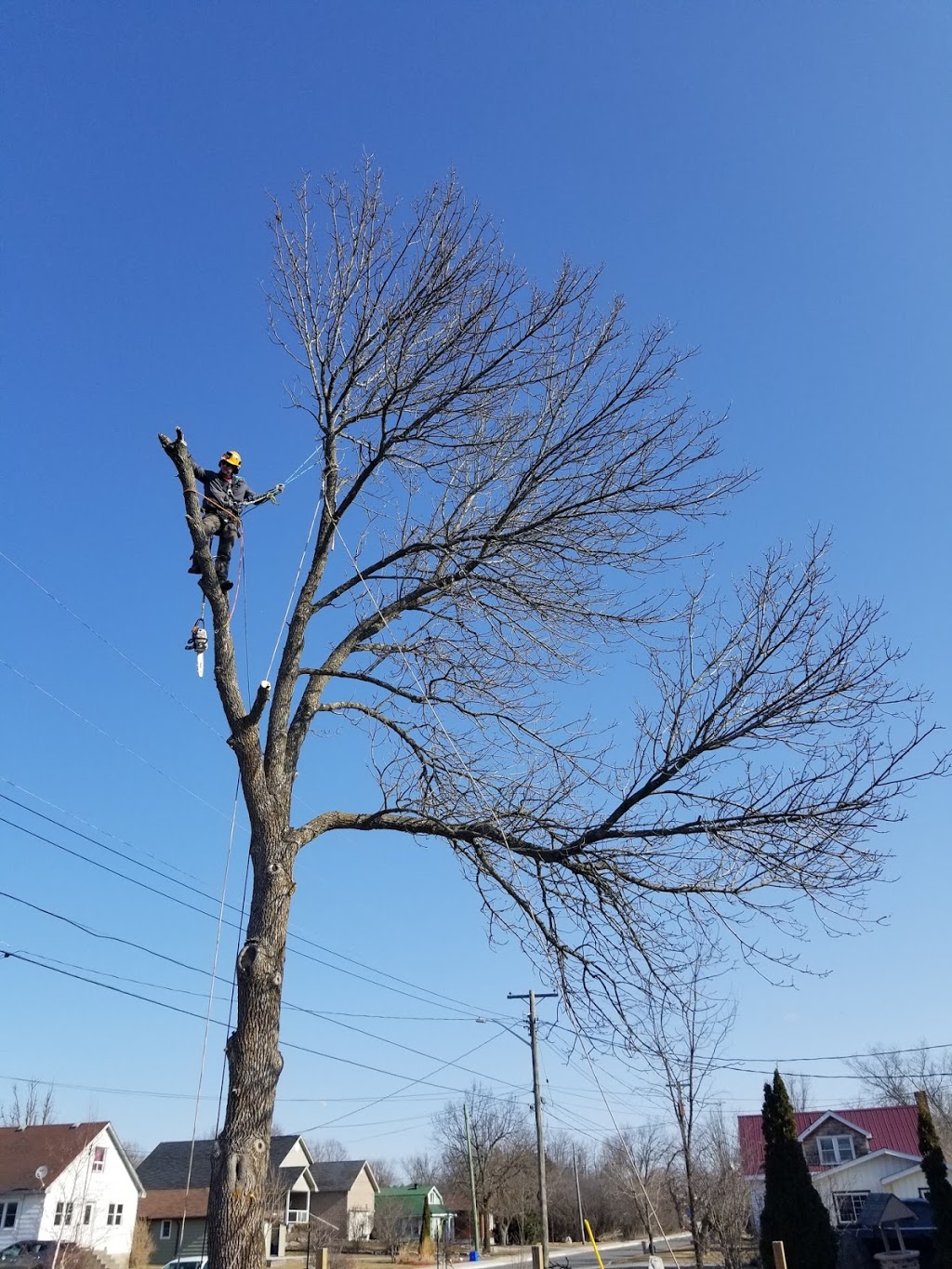 Jode Tree Service | 109 North St, Bobcaygeon, ON K0M 1A0, Canada | Phone: (705) 344-5338