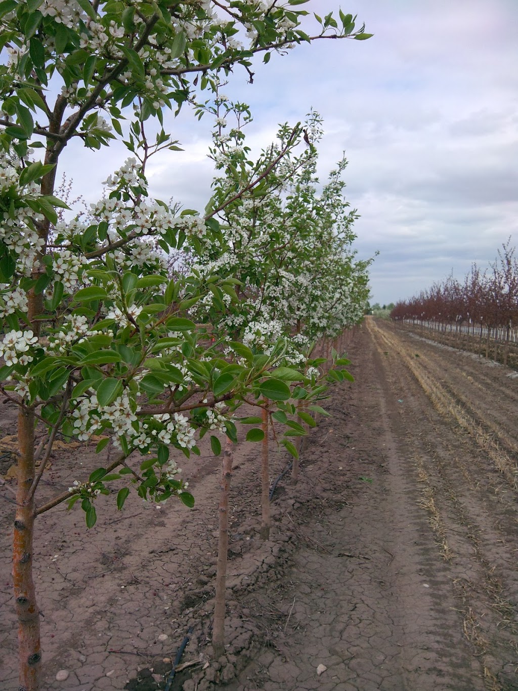 Foothills Nurseries Indus Field | 231004, Range Rd 280, AB T1X 0H8, Canada | Phone: (403) 203-3338