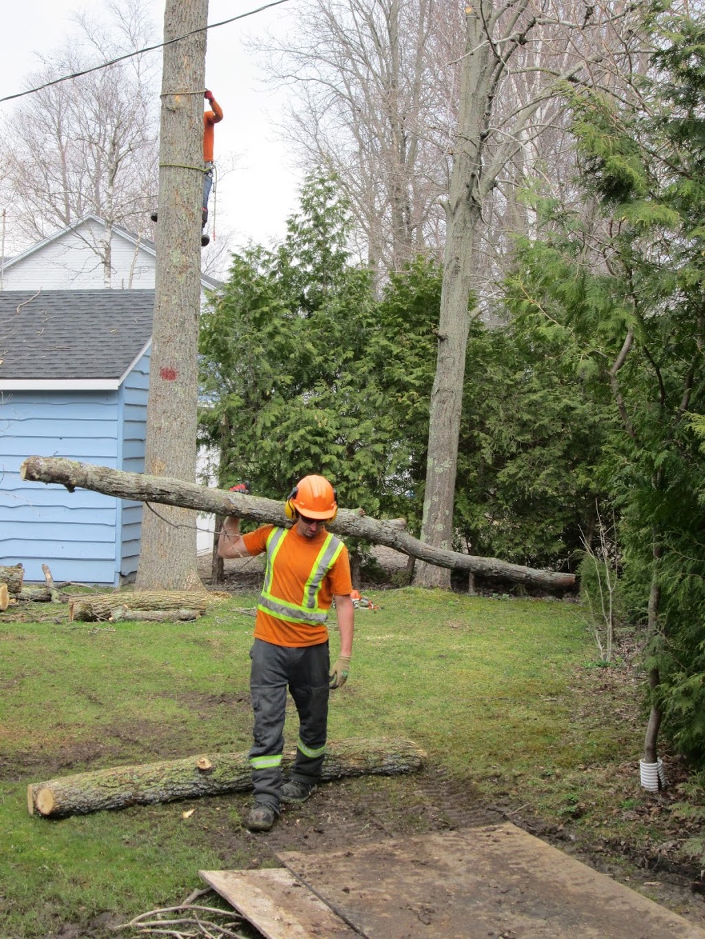 Grey Bruce Tree Workers | 11 Cameron St, Tiverton, ON N0G 2T0, Canada | Phone: (800) 561-7629