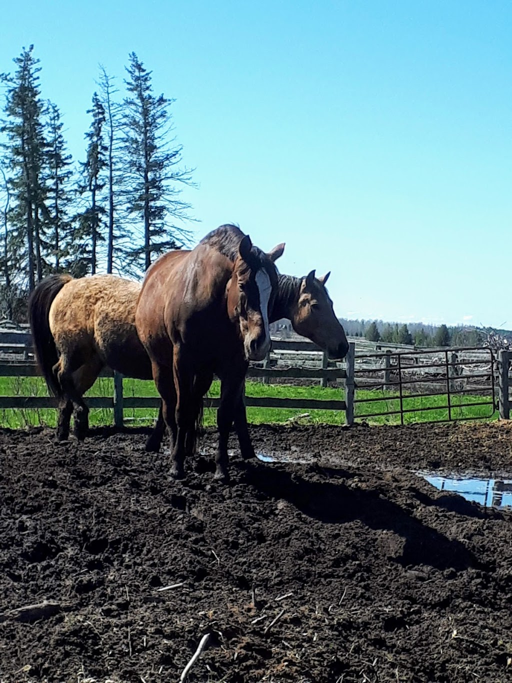 Seven Summits Equestrian Center | 1561 Flos Rd 8 W, Elmvale, ON L0L 1P0, Canada | Phone: (705) 322-8181