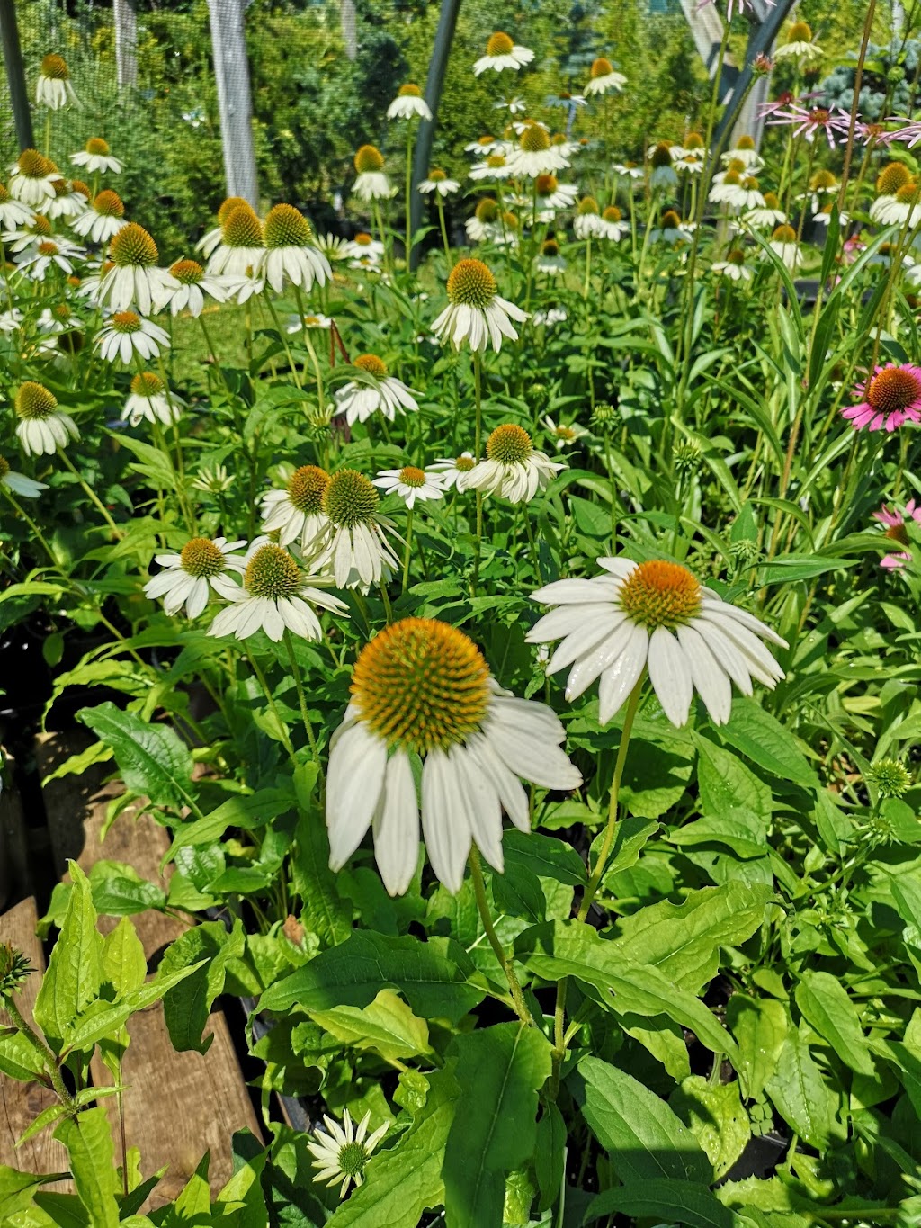 The Briar Patch Farm & Nursery | 4568 Highway #1, South Berwick, NS B0P 1E0, Canada | Phone: (902) 538-9164
