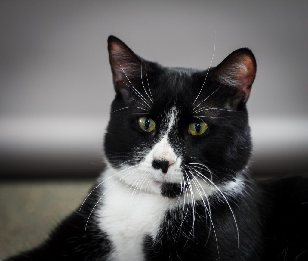 Bytown Cat Hospital | 422 McArthur Av, Ottawa, ON K1K 1G6, Canada | Phone: (613) 741-2460