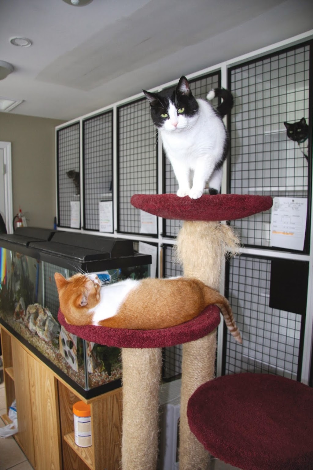 Escarpment Pet Retreat | 6449 Guelph Line, Burlington, ON L7P 0A6, Canada | Phone: (905) 333-0333