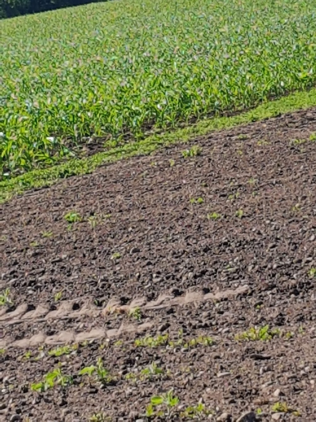 Kukielka produce | 100 Windham Road 6, La Salette, ON N0E 1H0, Canada | Phone: (519) 427-8821