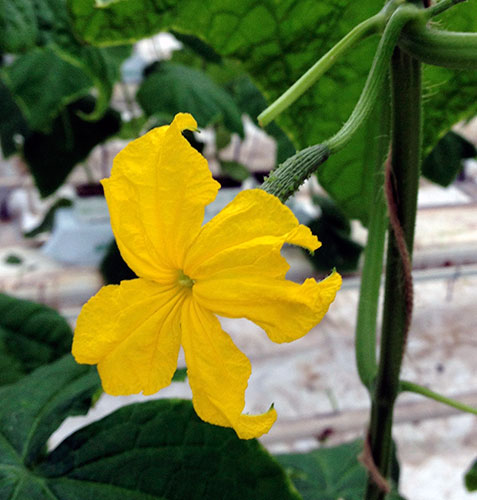 Foothill Greenhouses Ltd | 35 Holancin Rd, King, ON L7B 0G6, Canada | Phone: (905) 775-2154