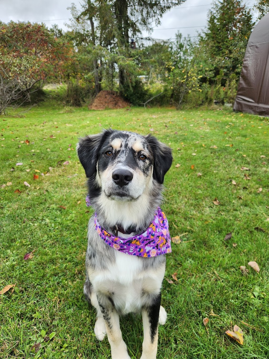 Beautiful Dogs Pet Grooming | 35 Joseph St, Parry Sound, ON P2A 2G3, Canada | Phone: (705) 710-2463