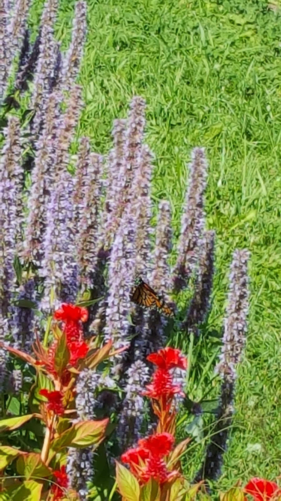 Whites Creek Flower Farm | 1125 Concession Rd 7, Beaverton, ON L0K 1A0, Canada | Phone: (705) 928-2910