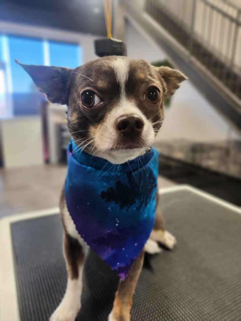 Stay Dog Grooming | 799 Juliana Dr Unit b, Woodstock, ON N4V 1A2, Canada | Phone: (519) 859-7829