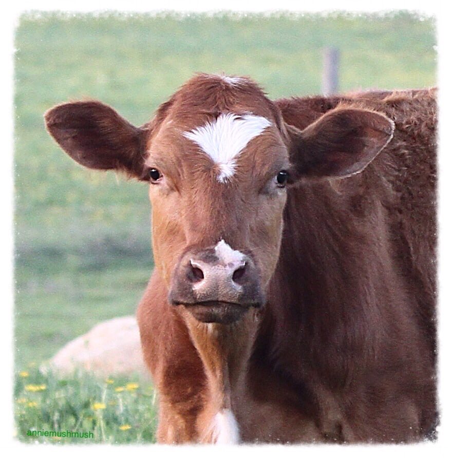 Borrow Family Farm | 2769 Upper Big Chute Rd, Coldwater, ON L0K 1E0, Canada | Phone: (705) 686-7456