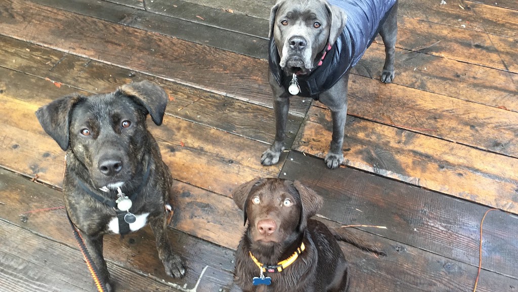 Trail Dogs | Pemberton, BC V0N 2L2, Canada | Phone: (604) 905-9273