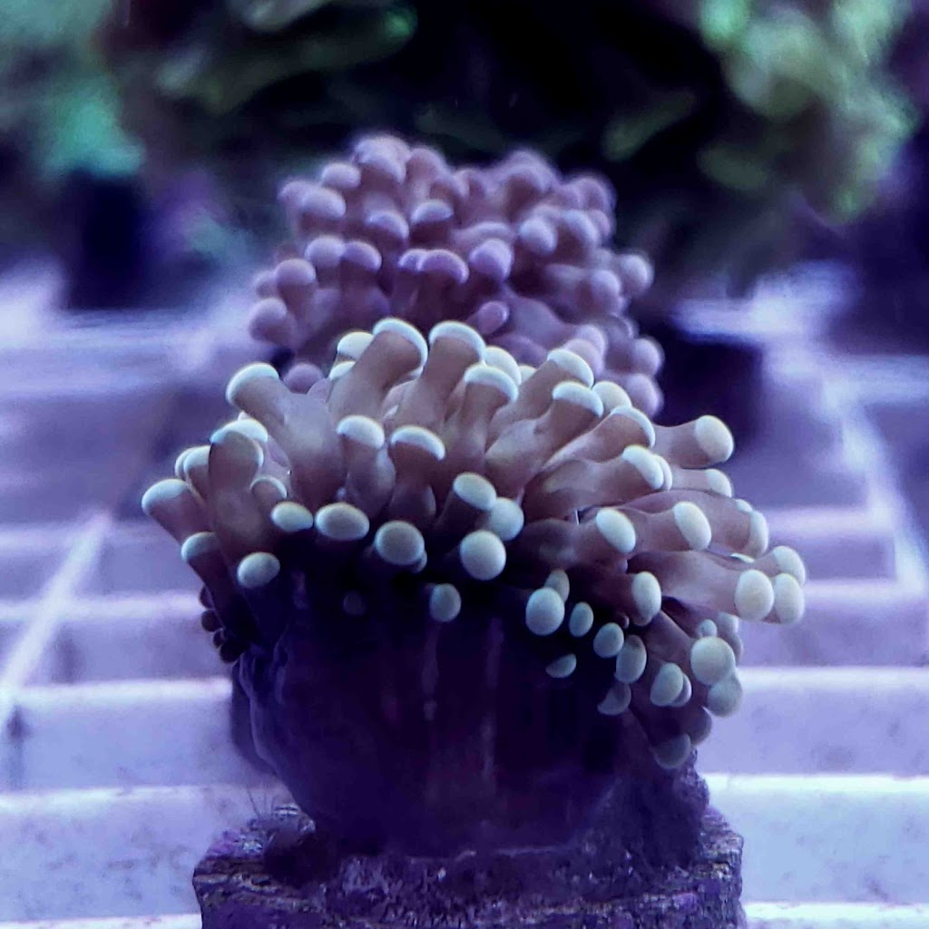 Aquarium NorthReef | 30 Rue 90e, Grandes-Piles, QC G0X 1H0, Canada | Phone: (819) 531-4660