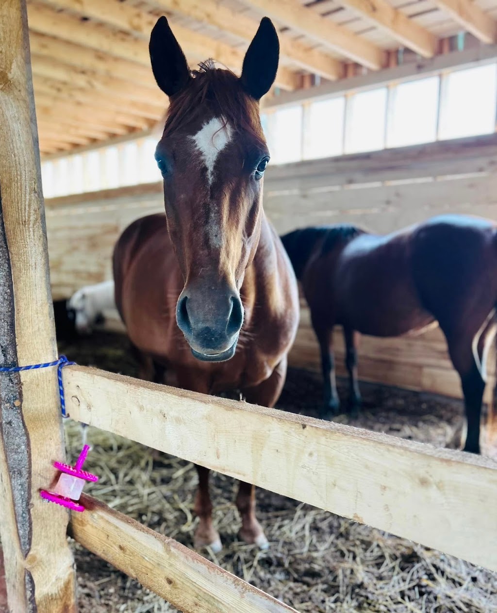 Whispering Hope Farm | 347 Ellerslie Rd, Ellerslie, PE C0B 1J0, Canada | Phone: (902) 303-3491