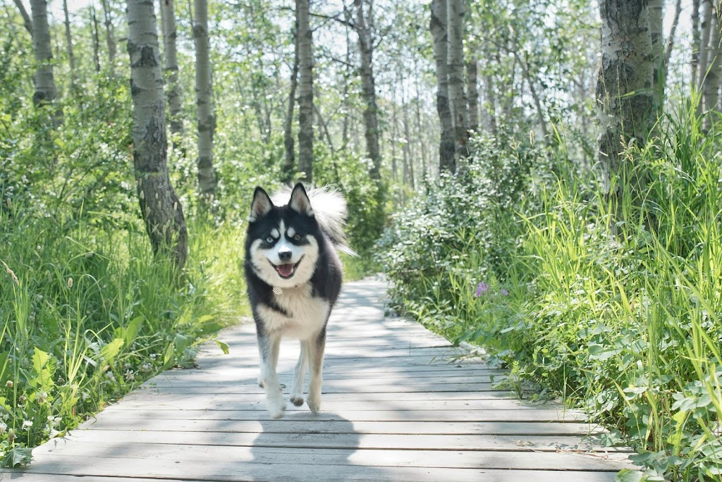 Cameras and Canines | B.1339 206020, Hwy 762, Bragg Creek, AB T0L 0K0, Canada | Phone: (403) 700-7387