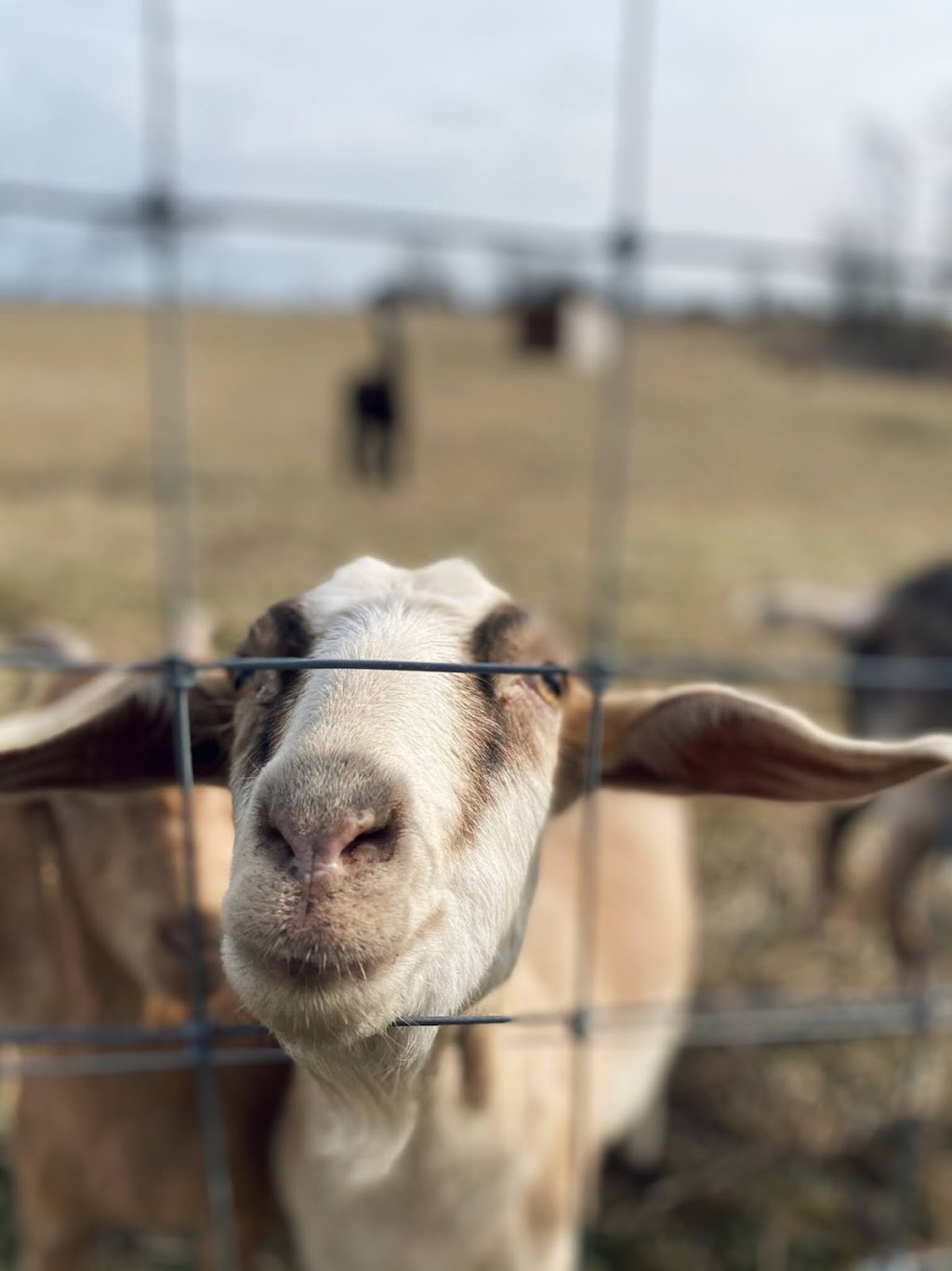 Riverside oasis farm | 6696 Canborough Rd, Wellandport, ON L0R 2J0, Canada | Phone: (289) 442-5733