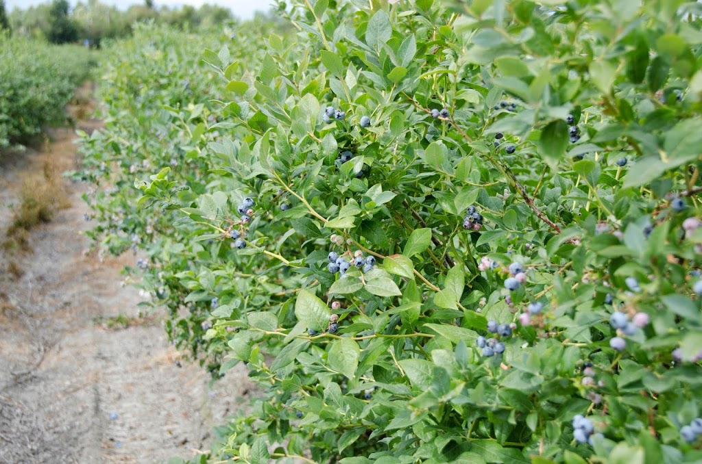 CanWest Farms Ltd. | 13051 Blundell Rd, Richmond, BC V6W 1B6, Canada | Phone: (604) 244-0488
