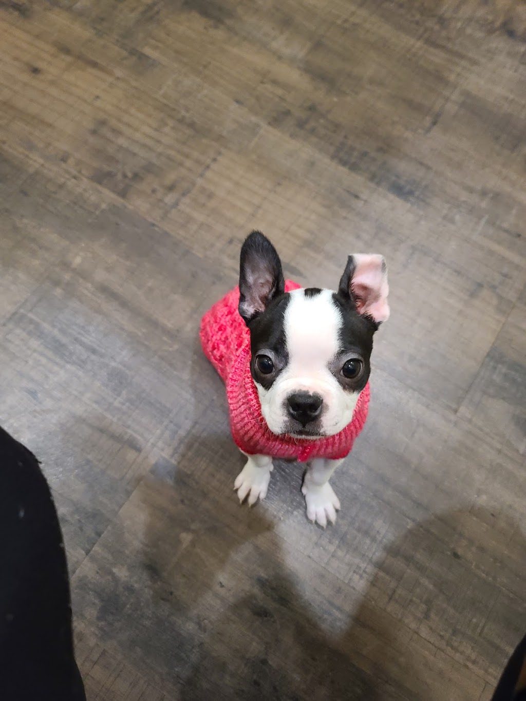 West Prince Veterinary Hospital | 1622 OLeary Rd, OLeary, PE C0B 1V0, Canada | Phone: (902) 859-2441