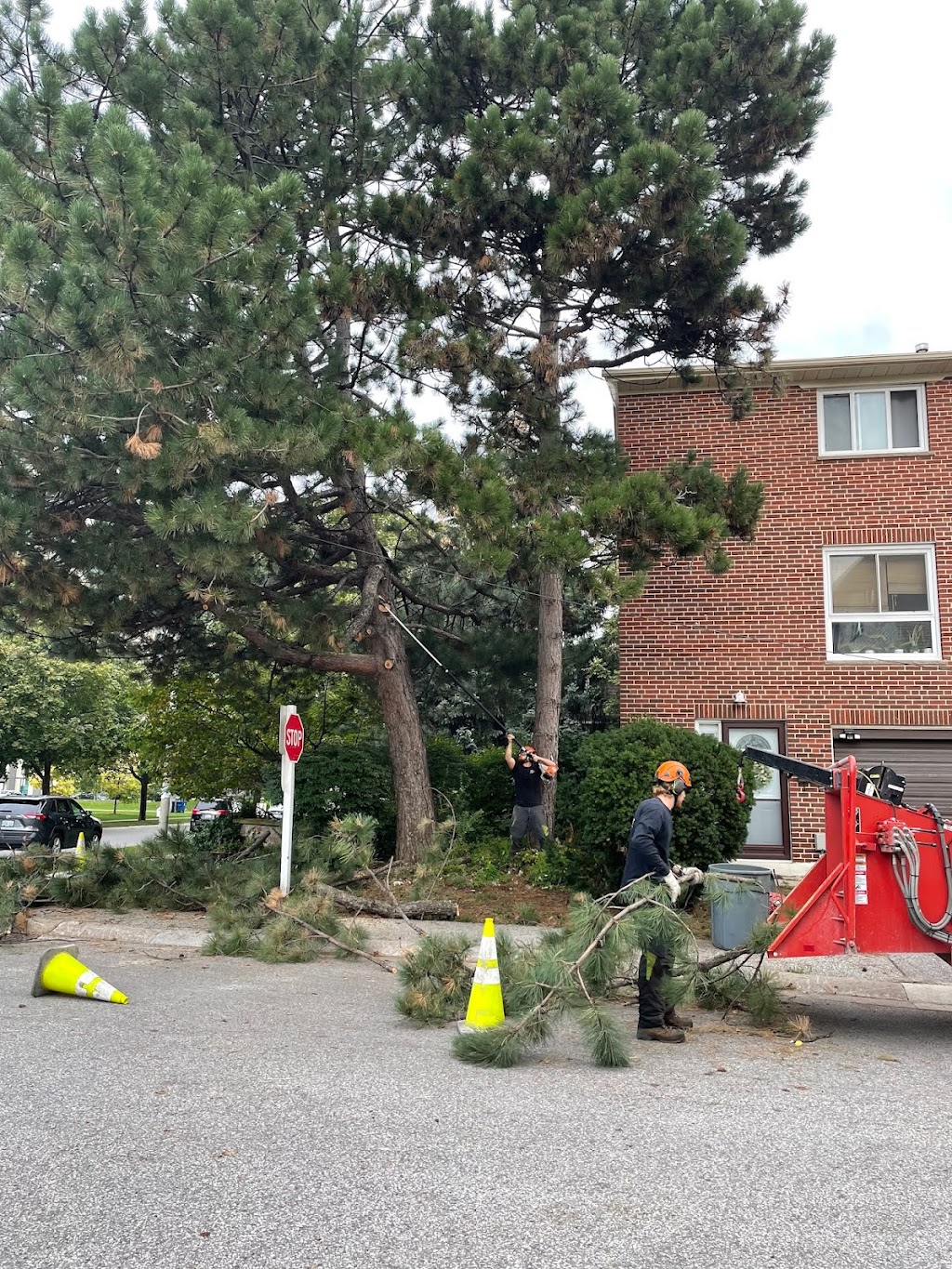 CBL TREE SERVICE | 1150 McGregor Bay Rd, Keene, ON K0L 2G0, Canada | Phone: (705) 931-2227