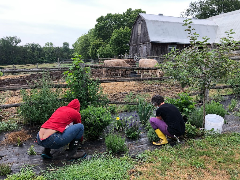 Plainfield Heritage Farm | 105 Shannon Rd, Plainfield, ON K0K 2V0, Canada | Phone: (613) 403-6050