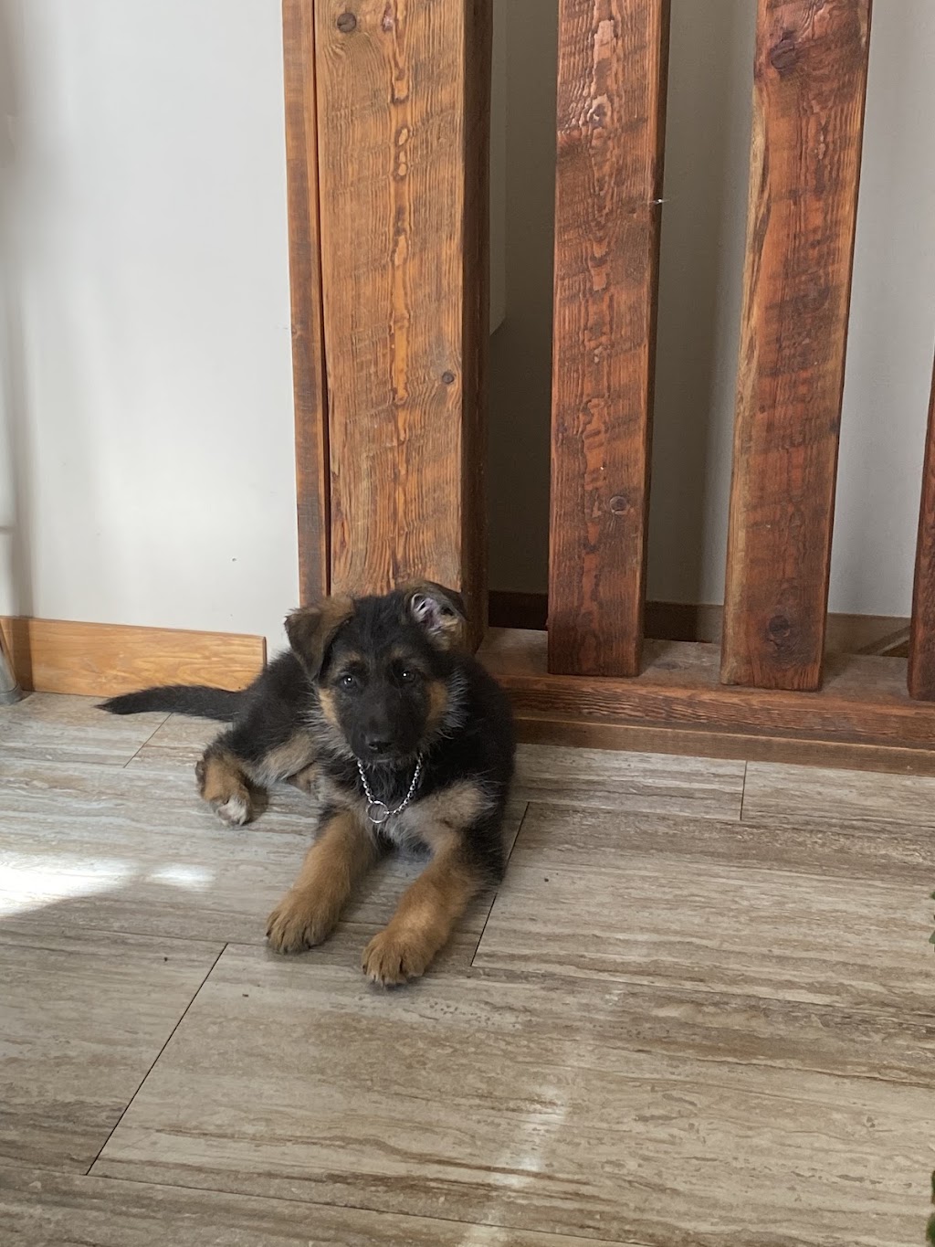 Westside German Shepherds | South east 18 -16-27 W2, Saskatchewan St W, Moose Jaw, SK S6H 4R3, Canada | Phone: (306) 693-2694