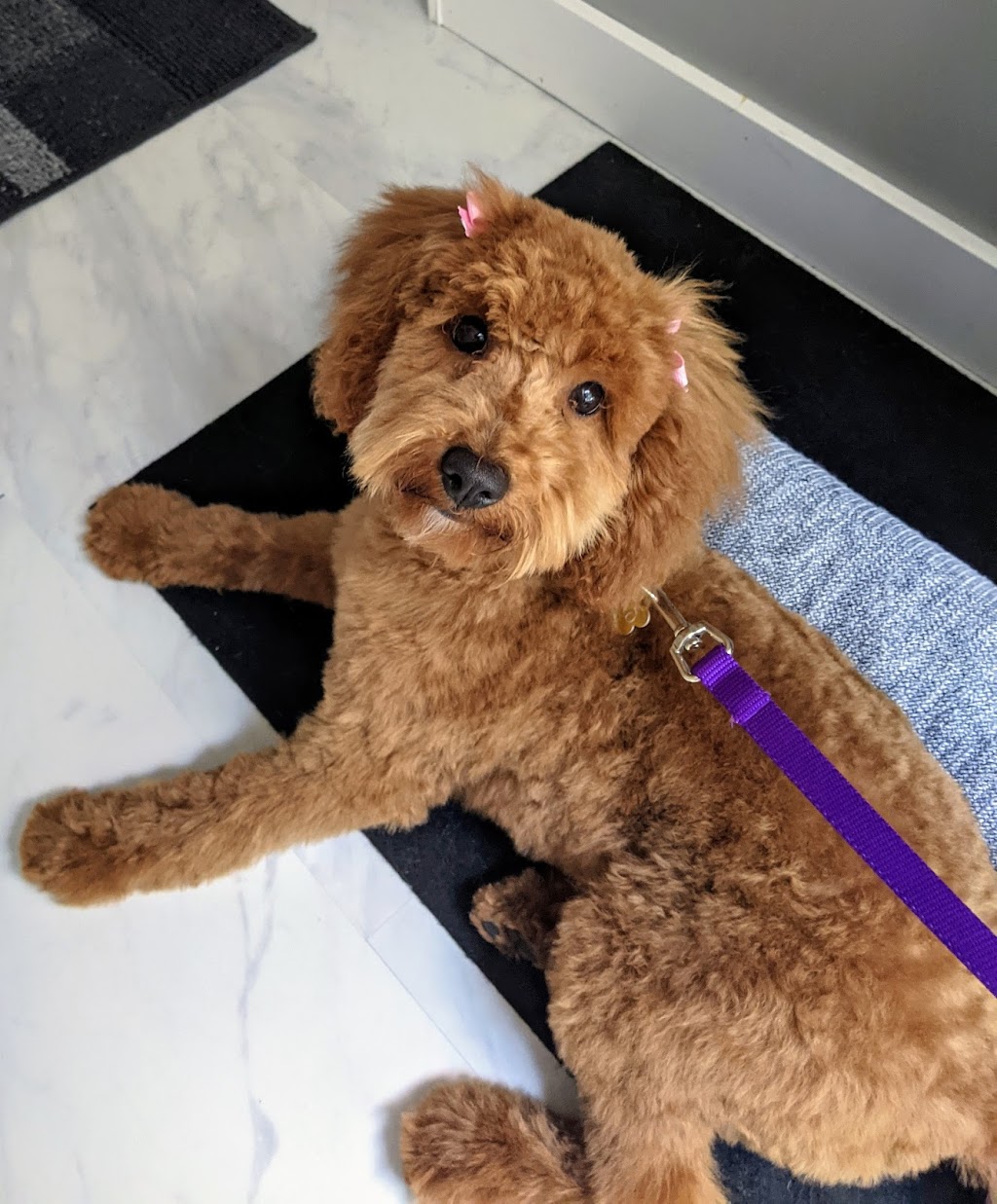 Tiny Tails | Silvan Dr, Welland, ON L3C 6C3, Canada | Phone: (289) 273-4343