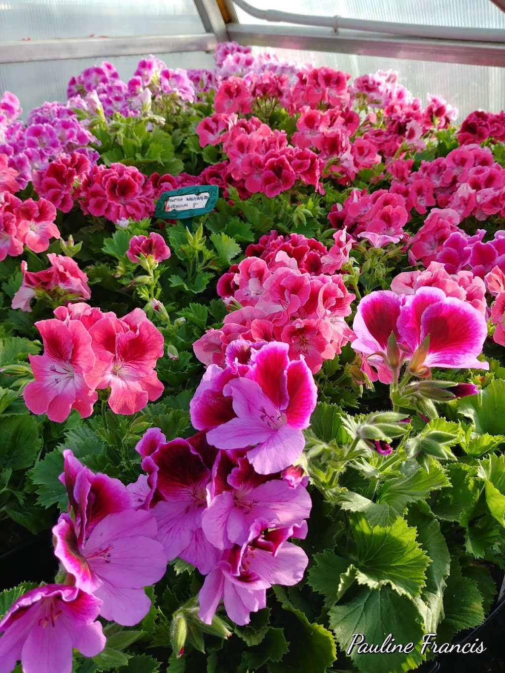 Dons Greenhouse and Aviary | Twp Rd 304 252070C, Linden, AB T0M 1J0, Canada | Phone: (403) 813-1812