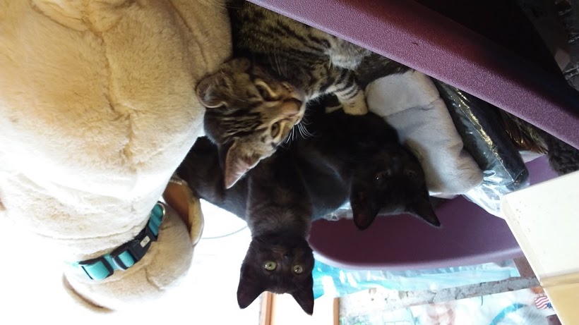 B & B Pet Supplies | 51 Ontario Rd, Mitchell, ON N0K 1N0, Canada | Phone: (519) 348-4023