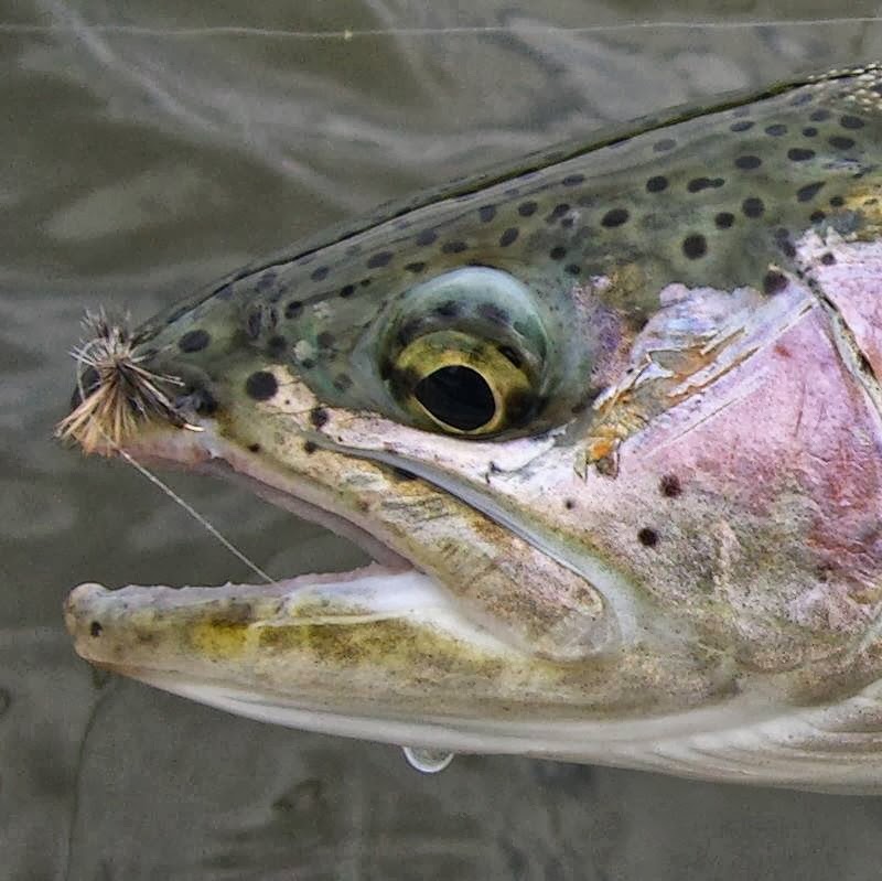 Trout Chasers River Company Ltd. | 100 Sun Harbour Crescent SE, Calgary, AB T2X 3B3, Canada | Phone: (403) 616-3741