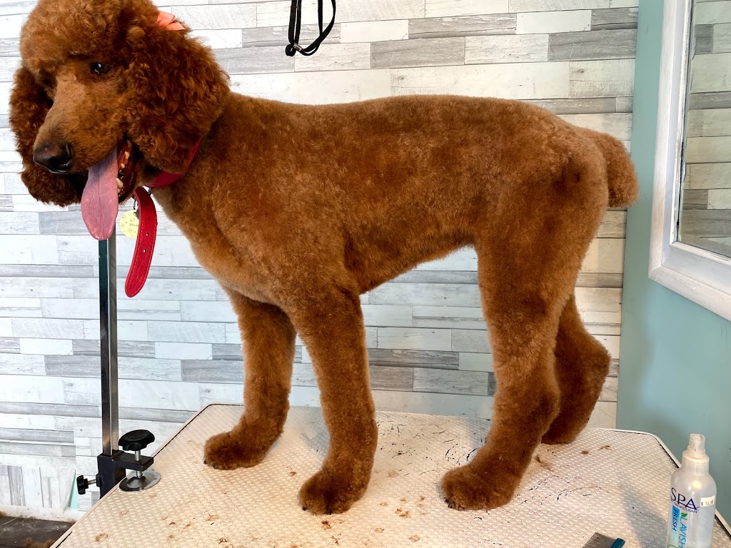 Classy K9s Dog Spaw | 63 Rich Ave, Cambridge, ON N1R 2A4, Canada | Phone: (226) 505-0912