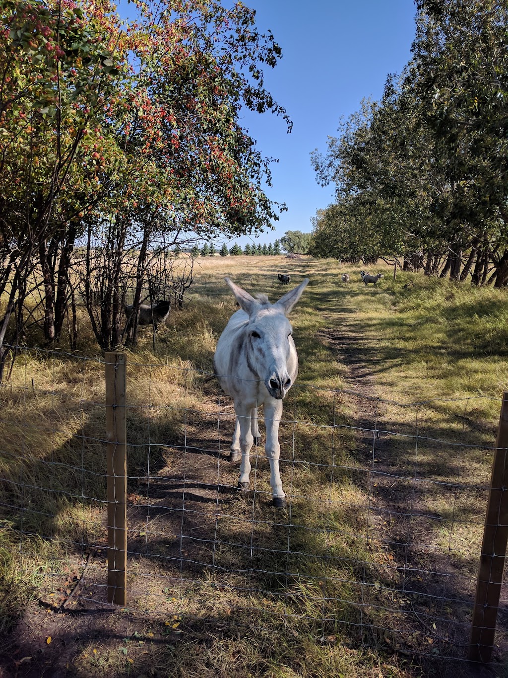 Sprout Farms Apple Orchards | 56307 Lily Lake Rd, Bon Accord, AB T0A 0K0, Canada | Phone: (780) 921-3460