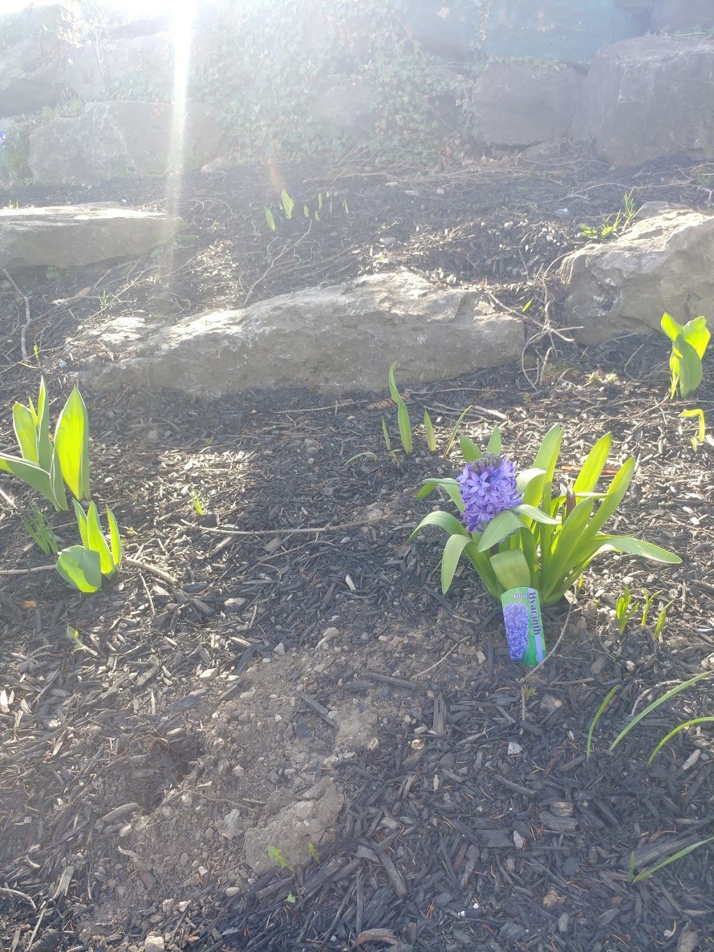 Guerrilla Garden Park | Division St, Welland, ON L3C 1H8, Canada