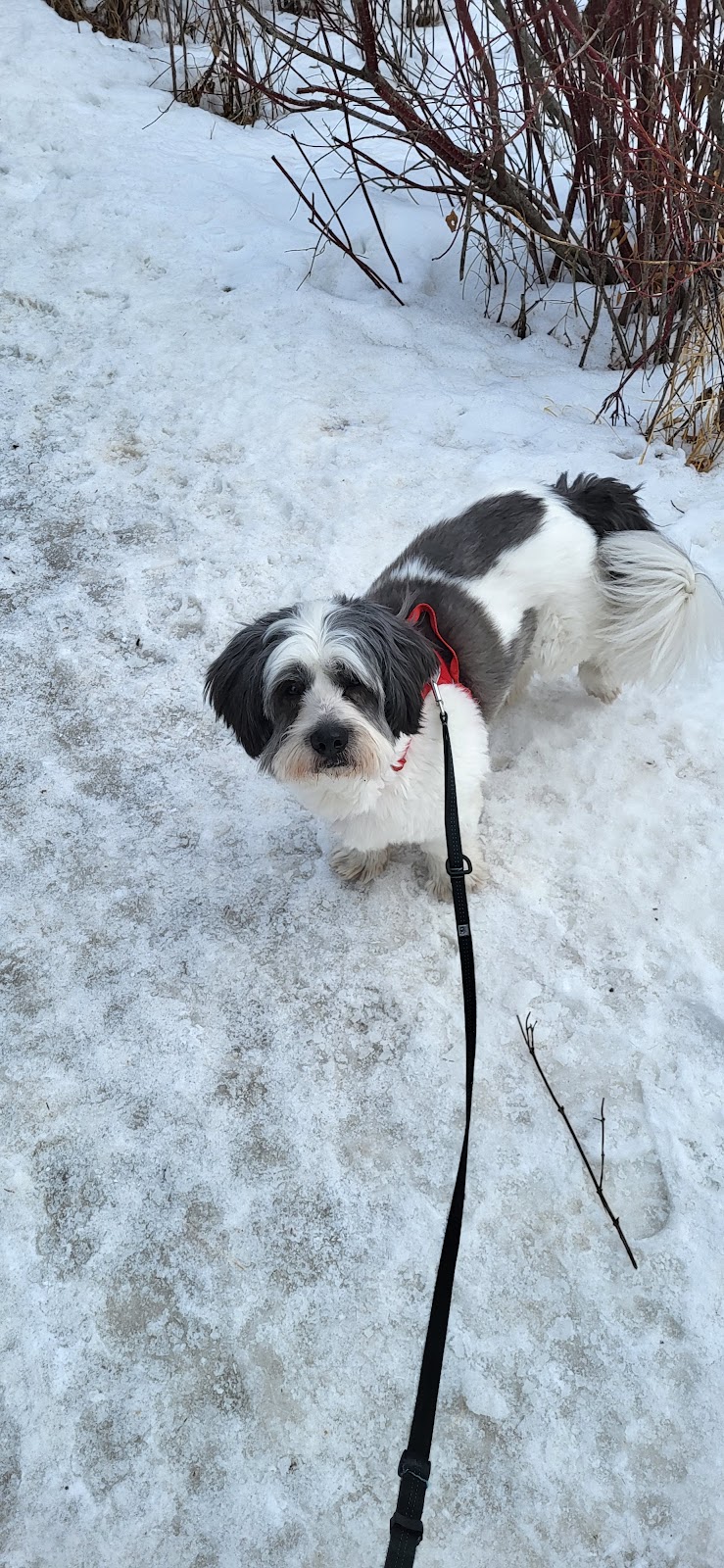 CD Pet Care | 23 Krause Crescent, Red Deer, AB T4P 3V2, Canada | Phone: (403) 352-7155