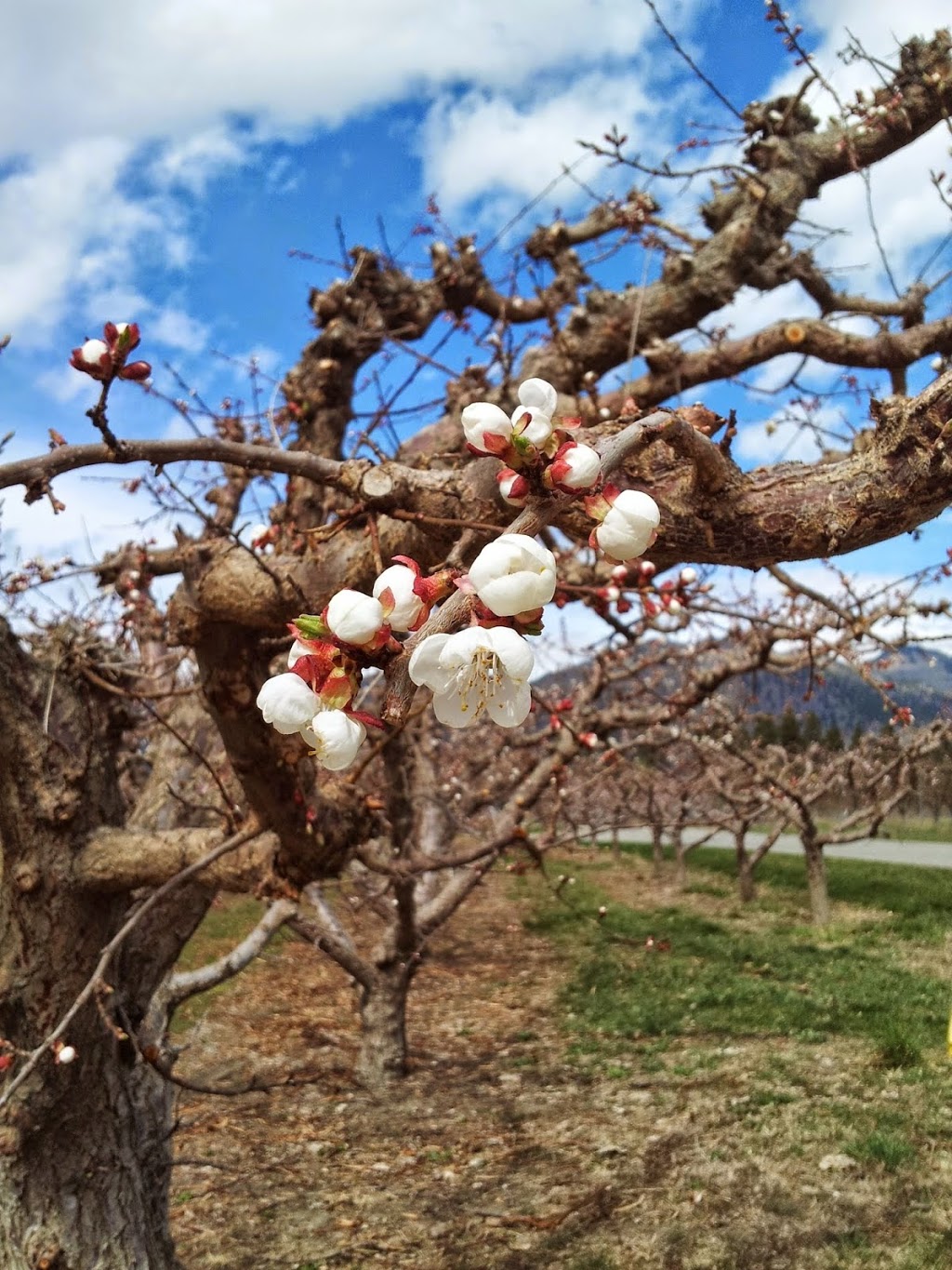 Keremeos Fruit Market | 3073 BC-3, Keremeos, BC V0X 1N1, Canada | Phone: (250) 499-0481